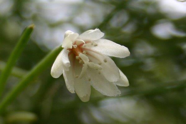 http://www.cloudjungle.com/cloudjungle/Cactaceae/Rhipsalis/Rhipsalis aff campos-portoana flower2.jpg
